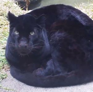 Meet your Posher, Sarai